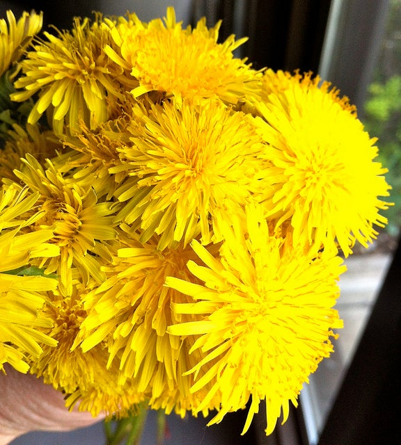 Dandelion bouquet Dandelion bouquet
