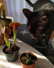 植物与猫相遇