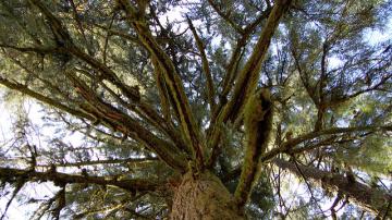 tree branches