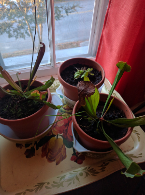 plants today plants today