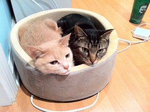 Two cats in a bed Two cats in a bed