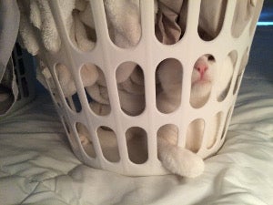 Cat in a laundry basket Cat in a laundry basket