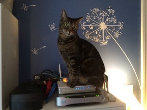 Cat sitting on a router Cat sitting on a router