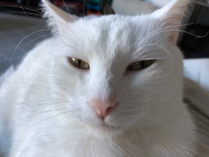 White cat White cat