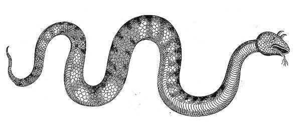 Serpent with horns Serpent with horns