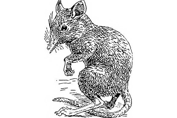 A mouse A mouse