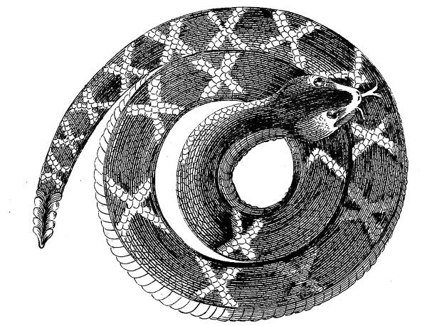 Rattlesnake Rattlesnake