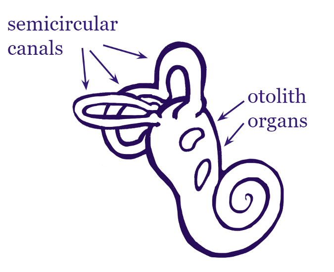 Vestibular system diagram Vestibular system diagram
